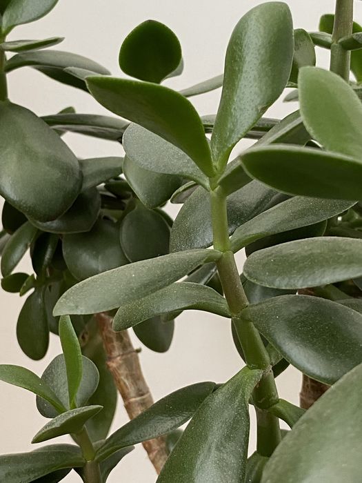 Грошове дерево 70 см