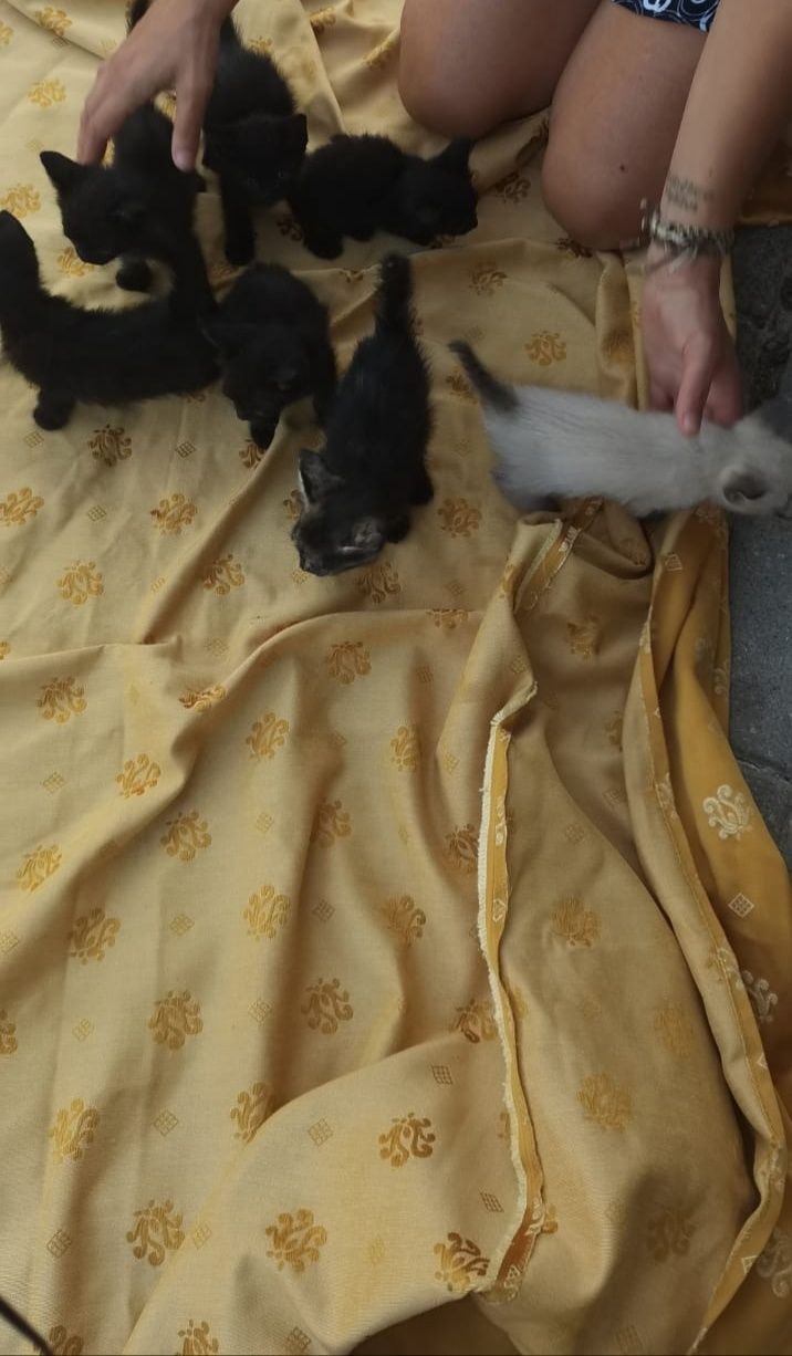 Gatinhos a precisar de um Lar