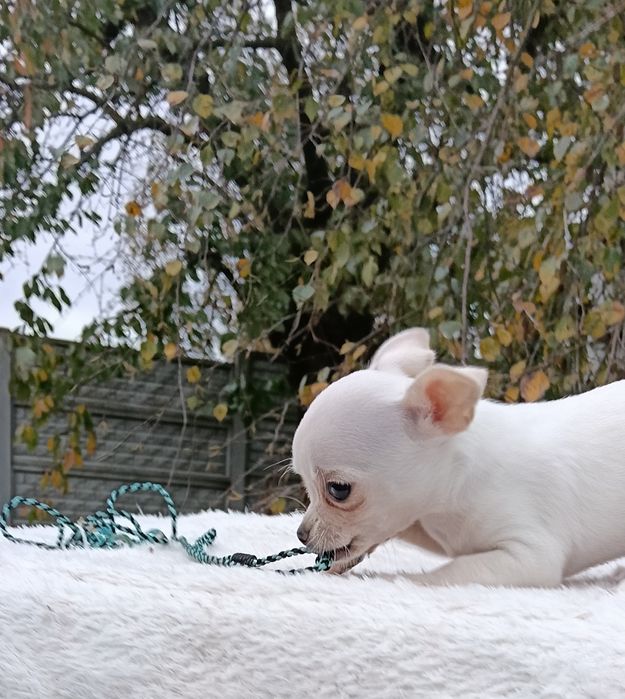 Śliczna sunia chihuahua krótkowłosa ZKwP FCI