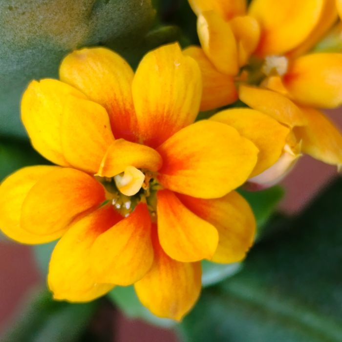 Каланхоє насичено-жовтого кольору з  помаранчевої серединкою