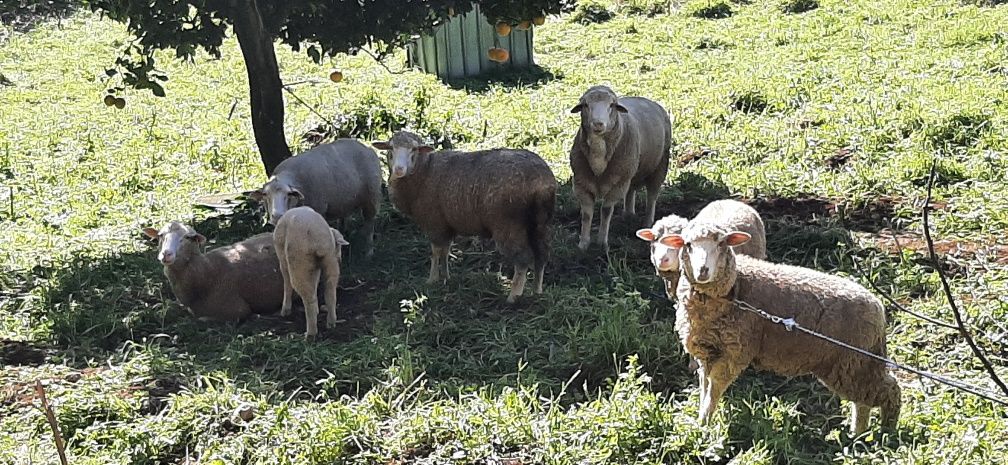 Vende-se ovelha de muita boa qualidade, alimentada  com produtos bioló
