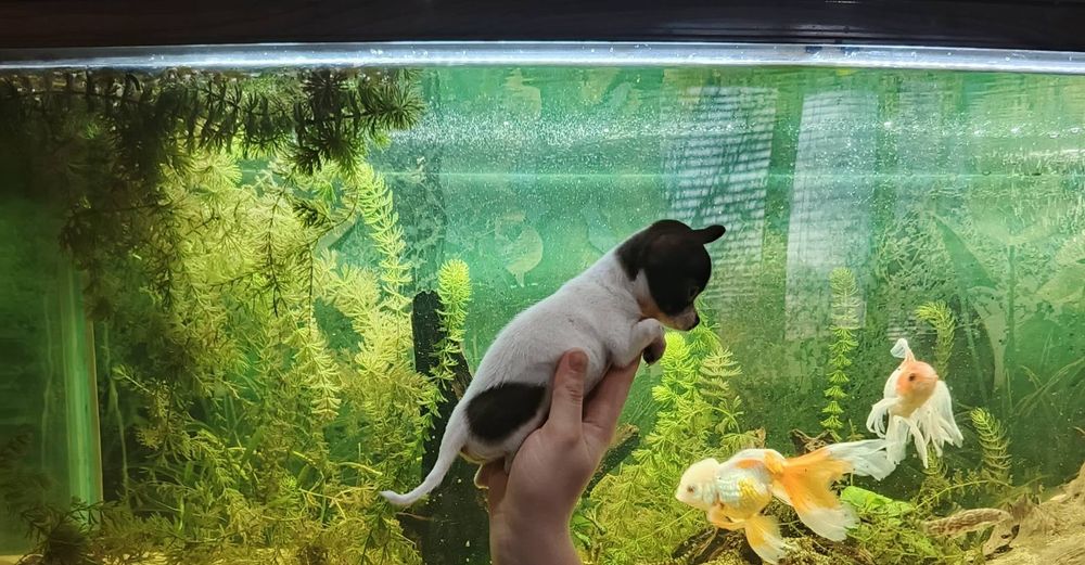 Міні чихуахуа 2 міс