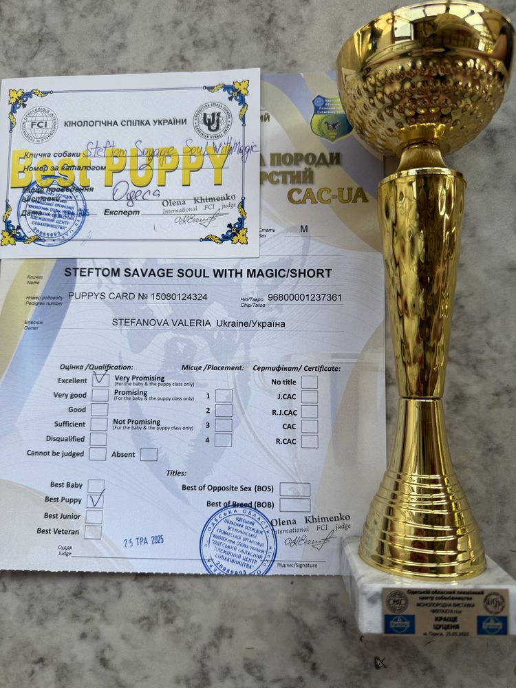 Чихуахуа FCI-UKU