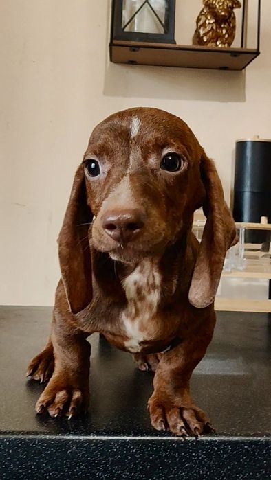 Цуценя мініатюрної такси з родовідом