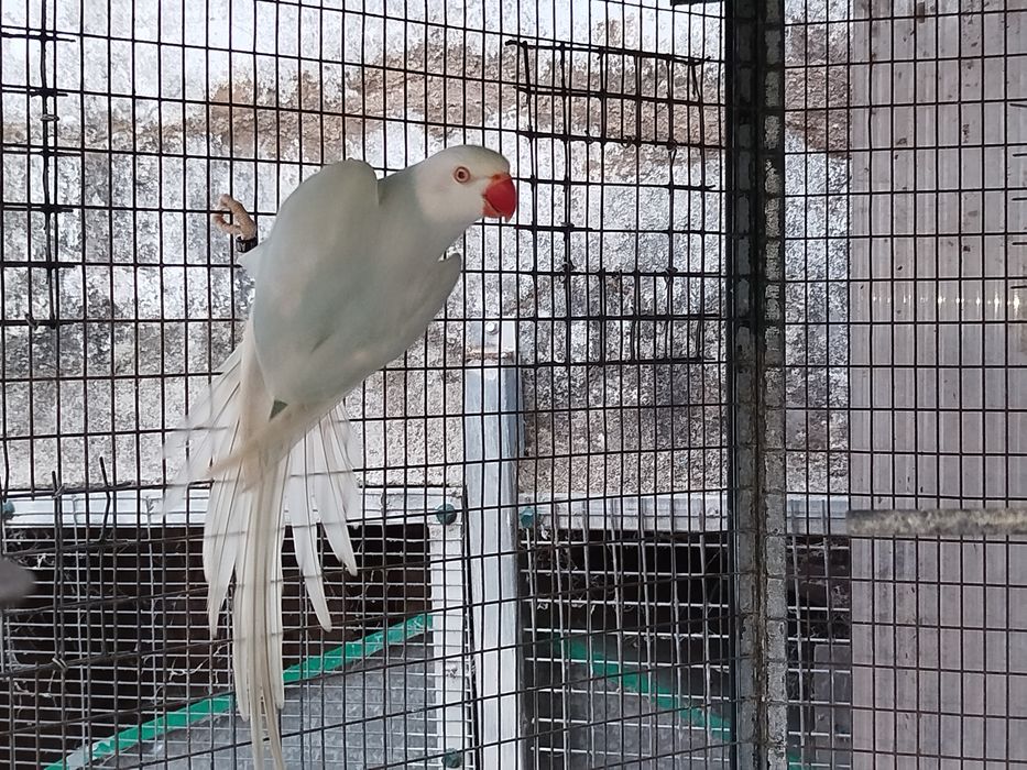 Ring neck fêmea azul lacewing