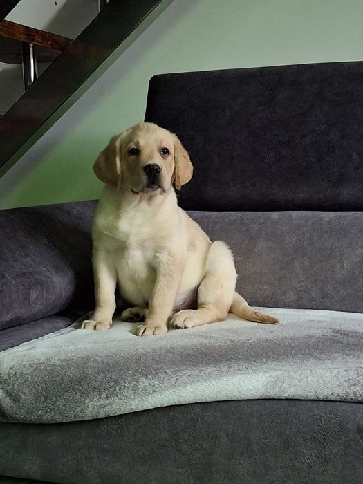 Labrador śliczny szczeniak
