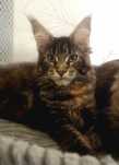 Kotka Maine Coon z rodowodem Fife