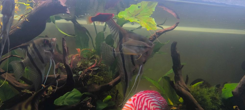 Escalar 15cm red back manacapuru