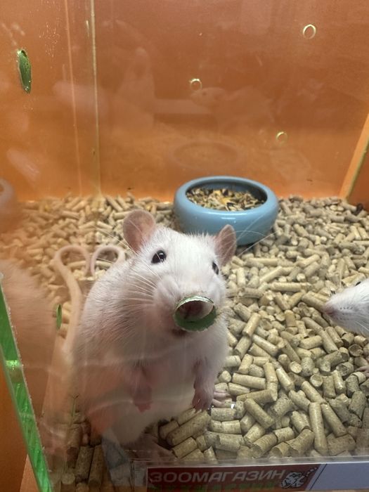 Щурики декоративні