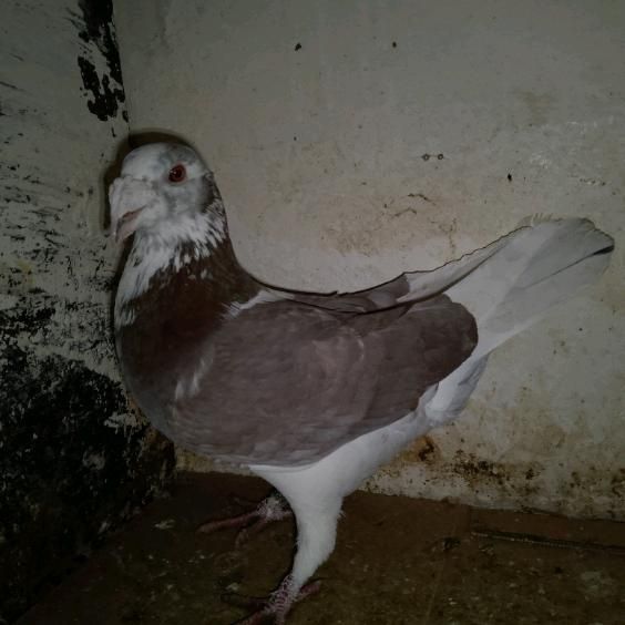 Gołębie staropolskie samice