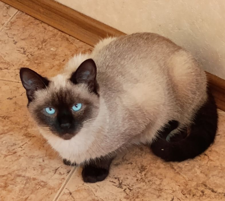 Сиамская кошечка 6 мес.