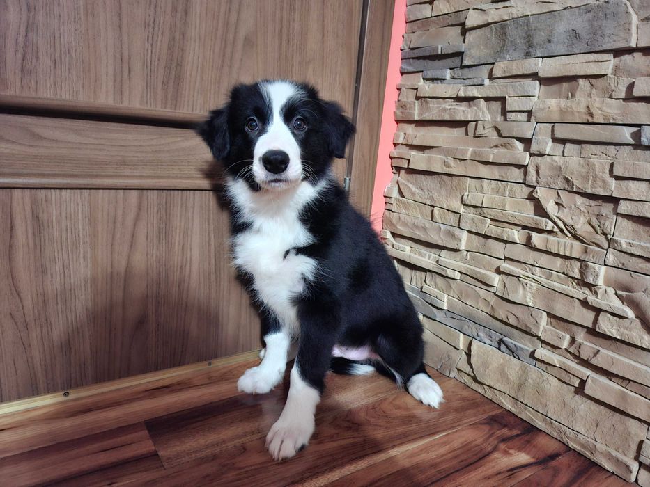 Border Collie piękny szczeniak piesek czarno - biały:-) cud natury