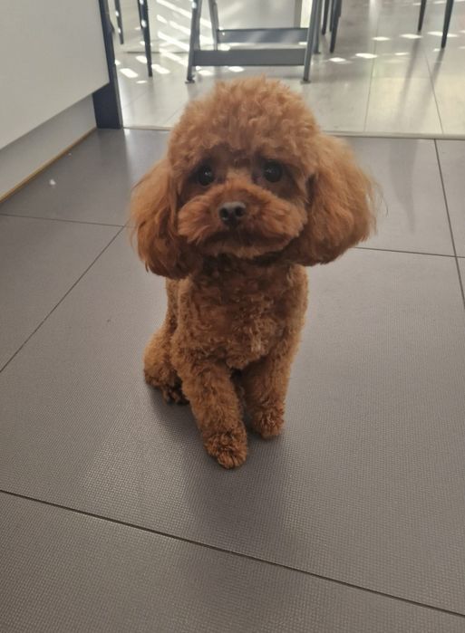 Cudowny malutki pudel toy piesek