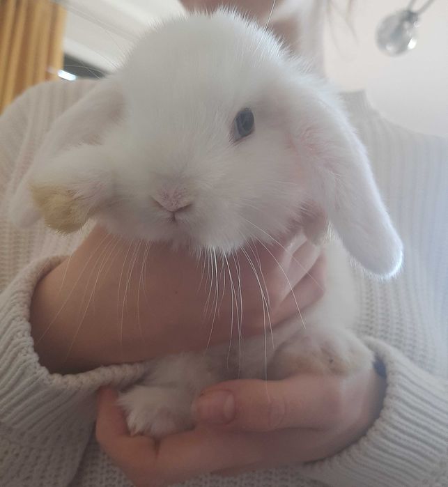 Króliki baranek  miniaturka karzełek mini lop