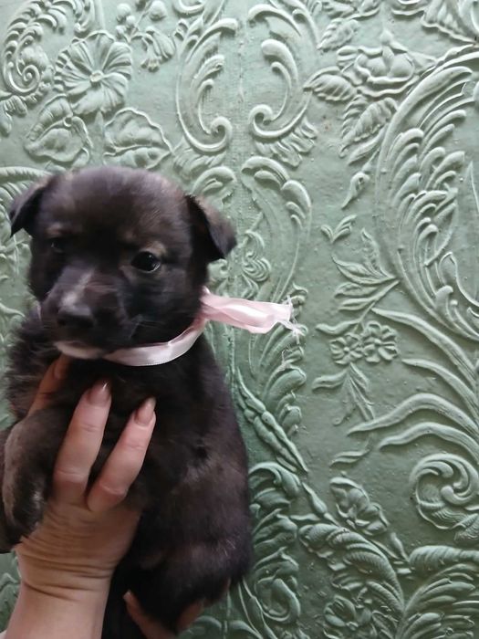 Отдам щенков в добрые руки