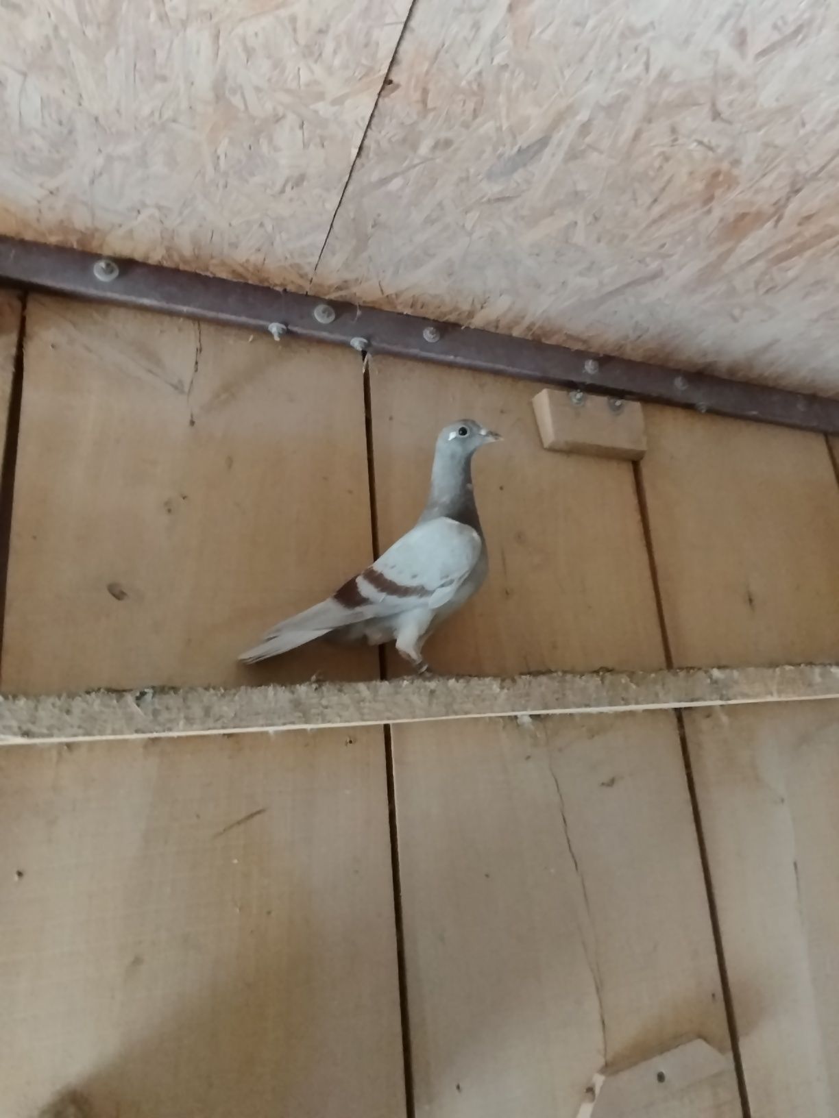 Gołębie młode linii Janssen Okazja