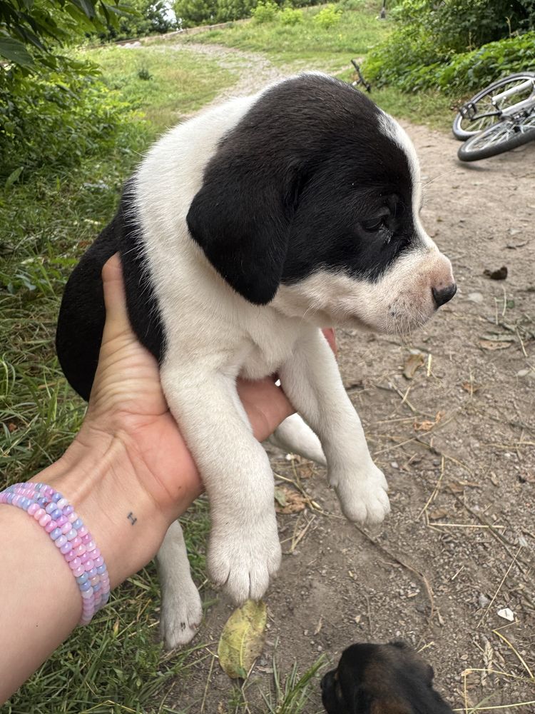 Цуцики безкоштовно