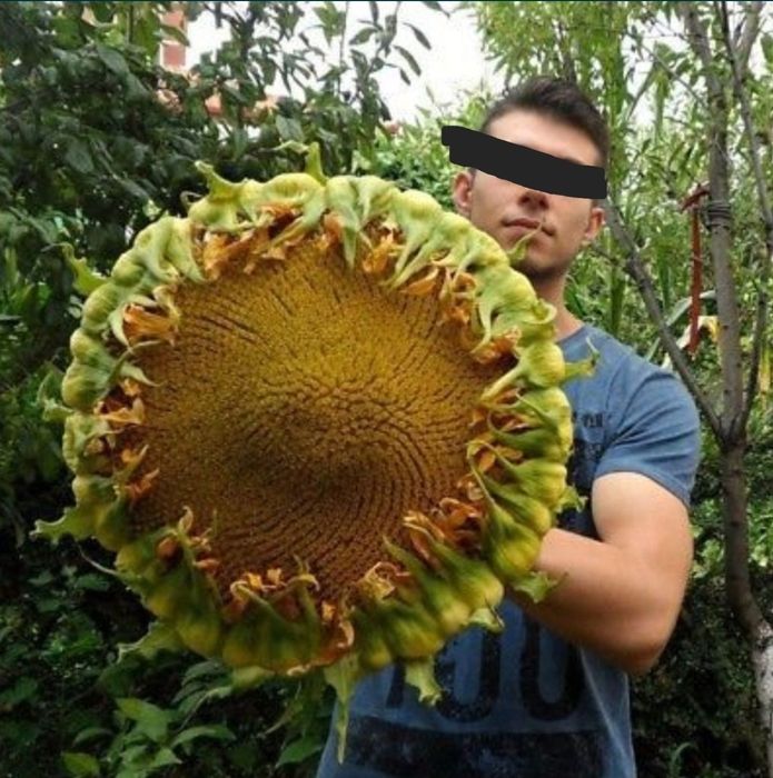 Гігантський соняшник насіння біле подсолнух семена белые семечки