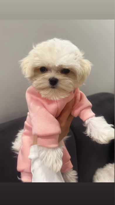 Maltanka z rodowodem - mama medalistka, tata champion Polski