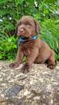 Labrador Retriever com LOP e Afixo