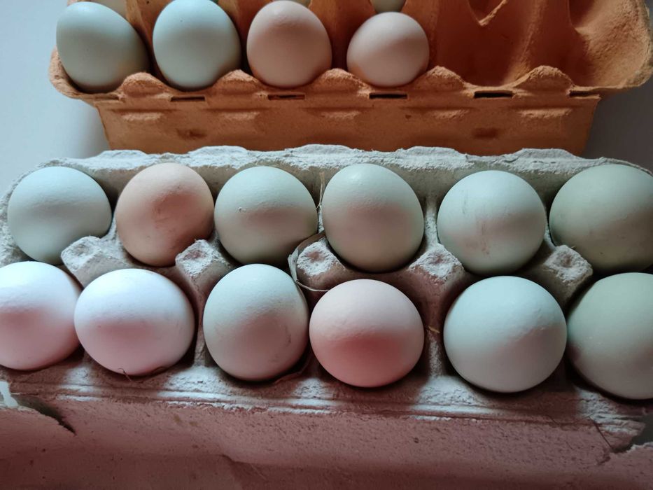 Vendo Ovos caseiros de galinhas criadas ao ar livre