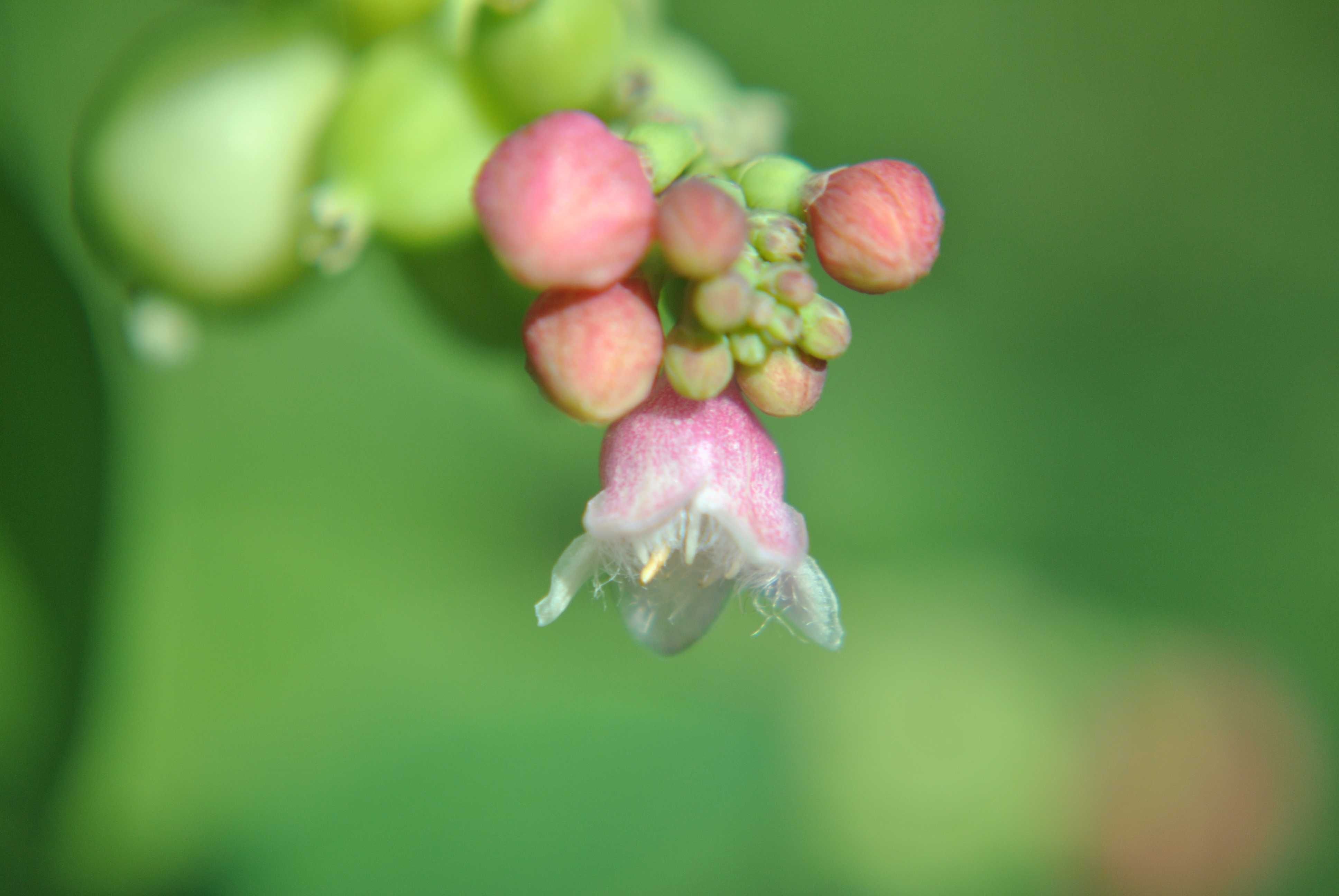 Nikon D5200 + 2 obiektywy + 2 torby + akcesoria