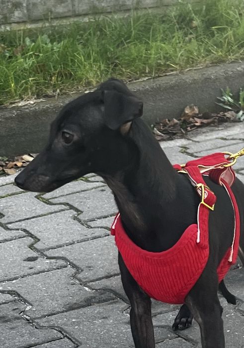 Charcik włoski niewielka suczka FCI