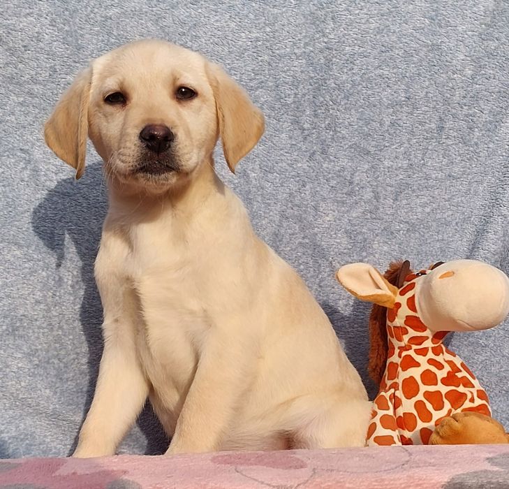 Labrador Retriever ZKwP/FCI Szczenię suczka Gotowa zmienić domek