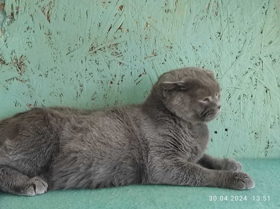 Отдам шотландскую вислоухую кошку.