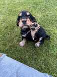 Cocker spaniel angielski - pies Andrut