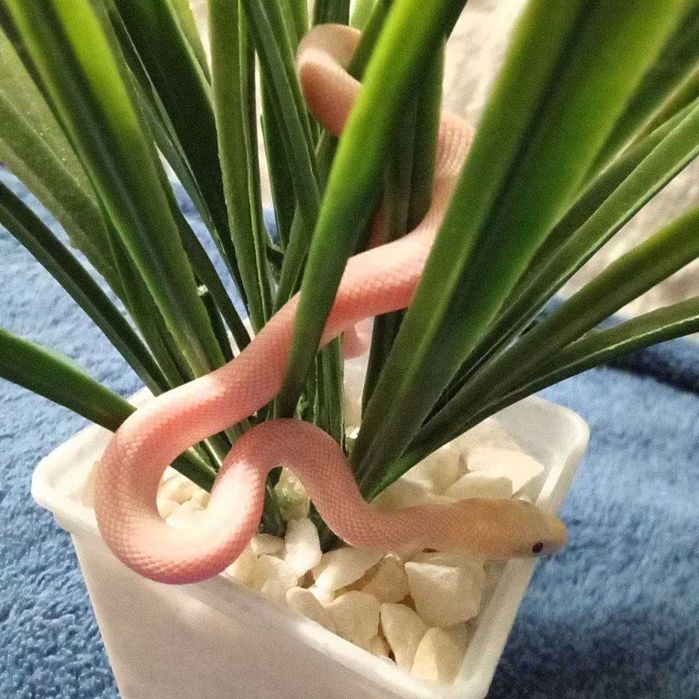 Na sprzedaż białe węże Teksasu (Elaphe obsoleta lindheimeri)