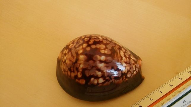 Muszla porcelanki czekoladowej, Cypraea mauritiana, 74 mm