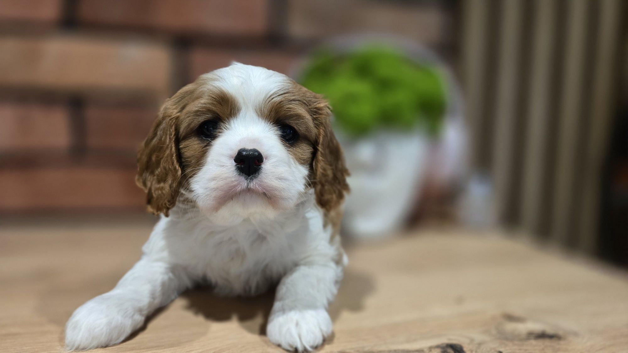 Cavalier king charles spaniel