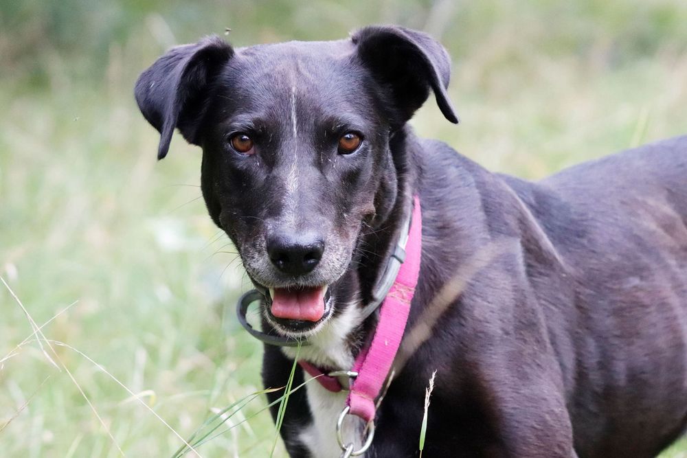 Czekoladowa Bora do adopcji