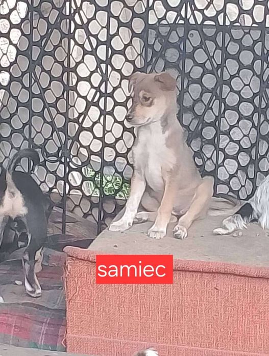 Szczeniaki do adopcji