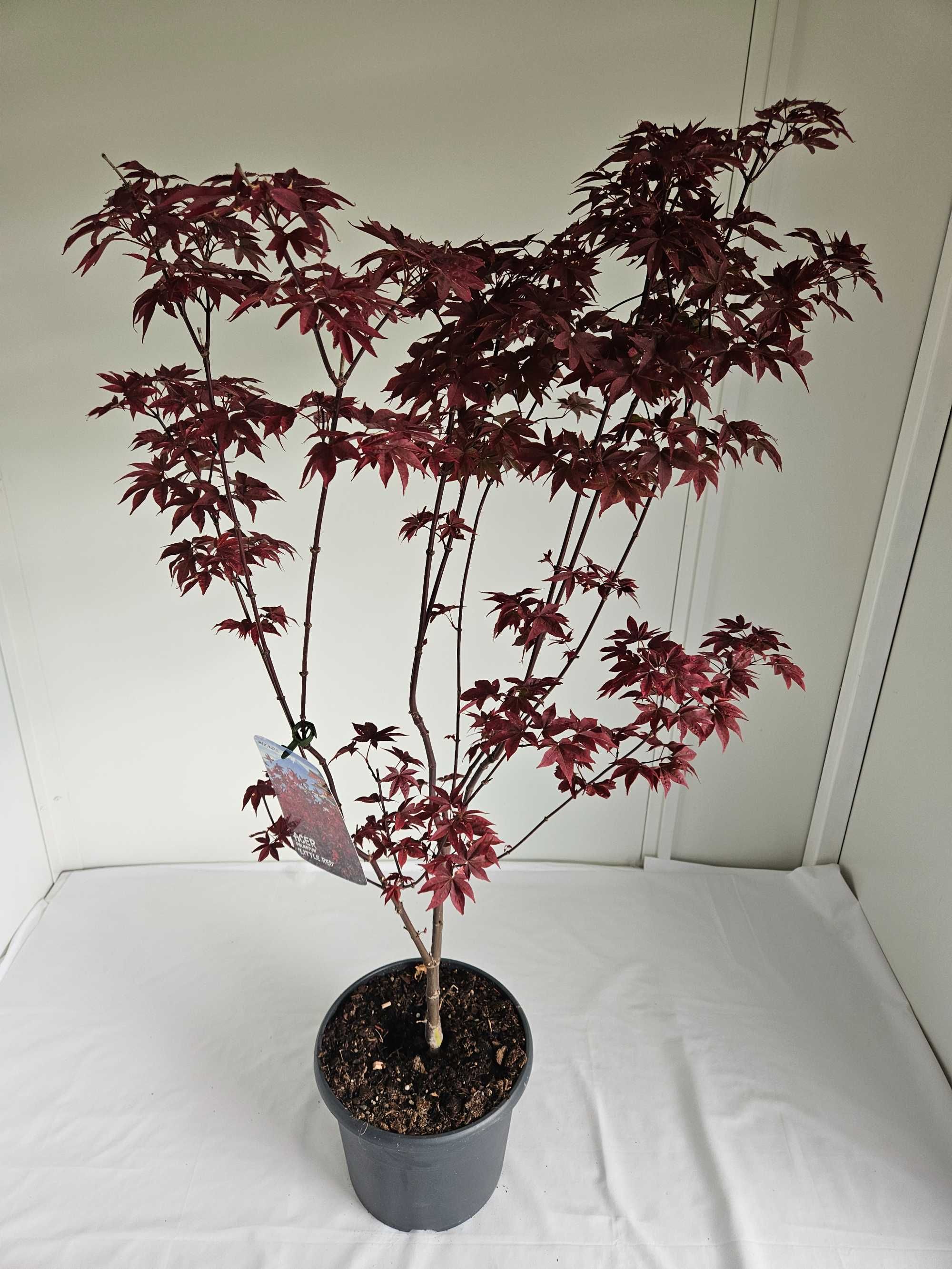 Bonsai – Klon japoński palmowy 'Little Red'