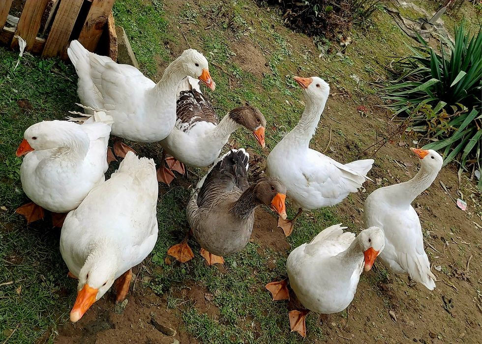 Gęsi , gęś tuszka