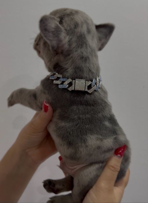 Menino Buldog Frances