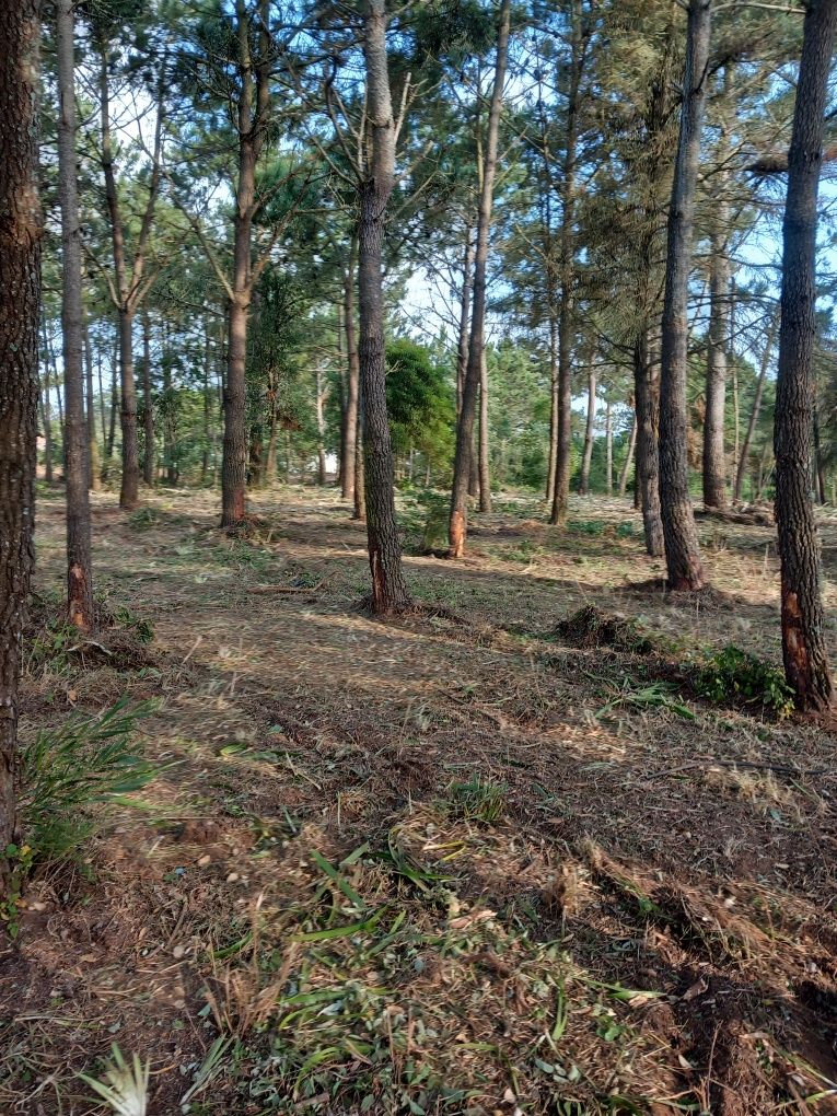 Limpeza de terrenos