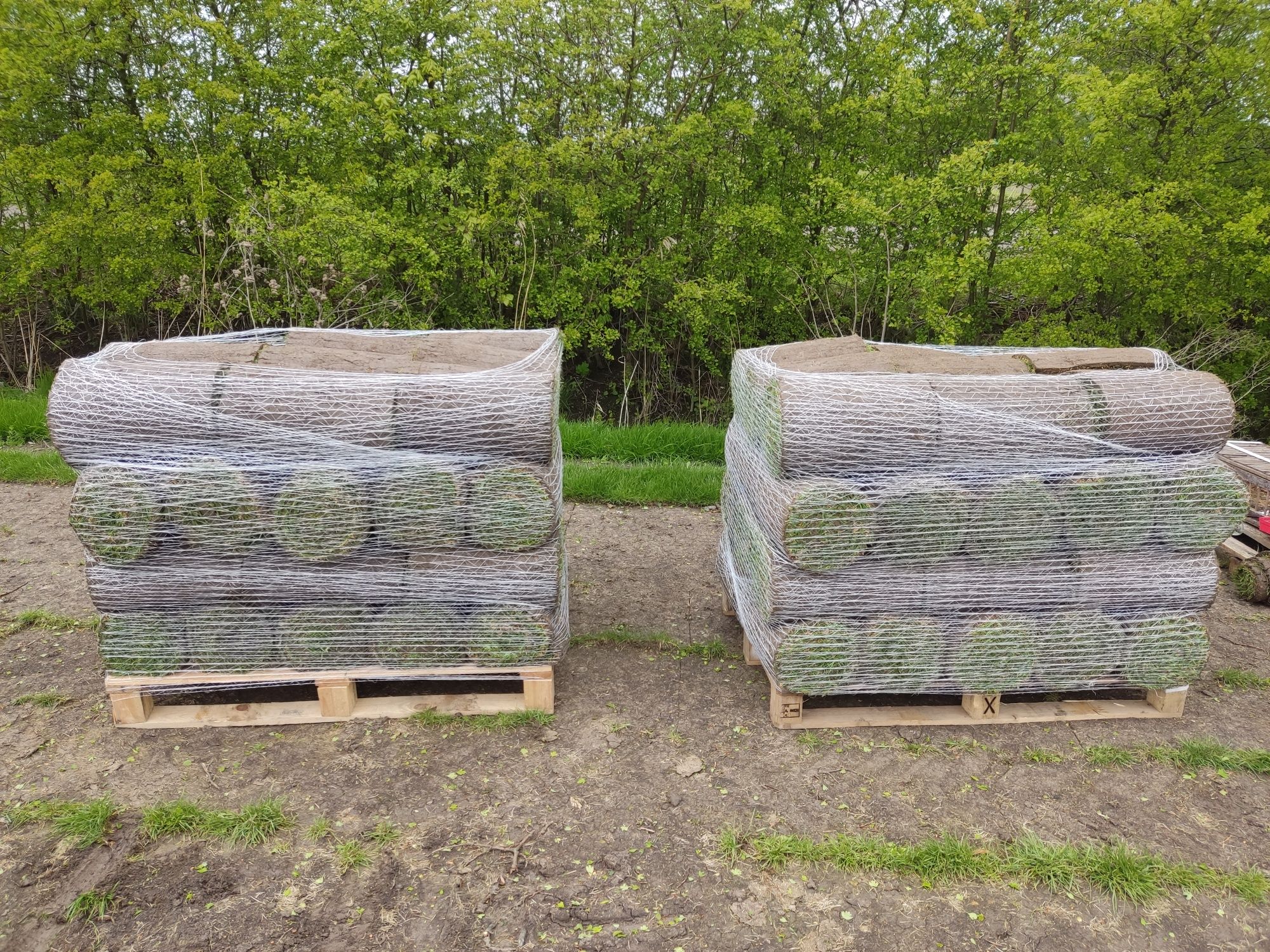 Trawa z rolki 40m2 z dostawą
