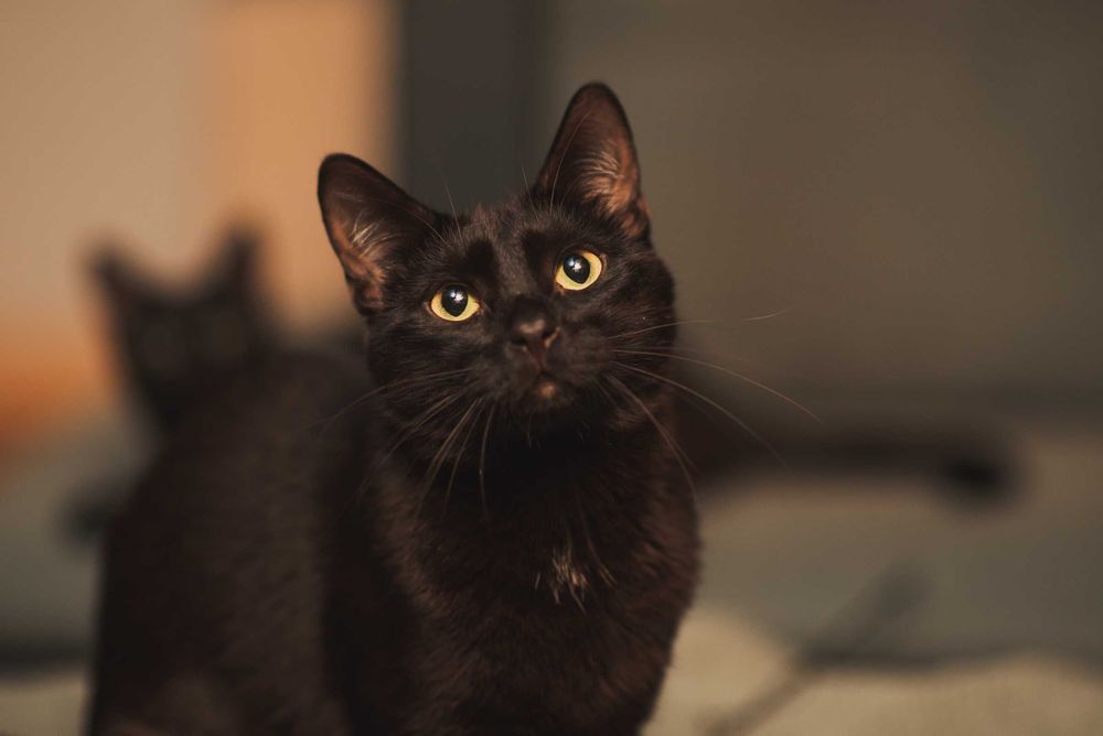 Lucek - wyjątkowy, wspaniały czarny książę do adopcji