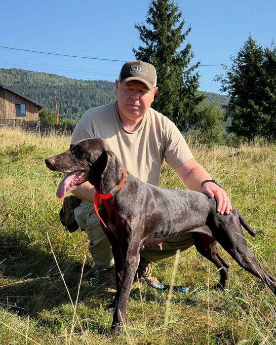 Ора, курцхаар, шукає дім