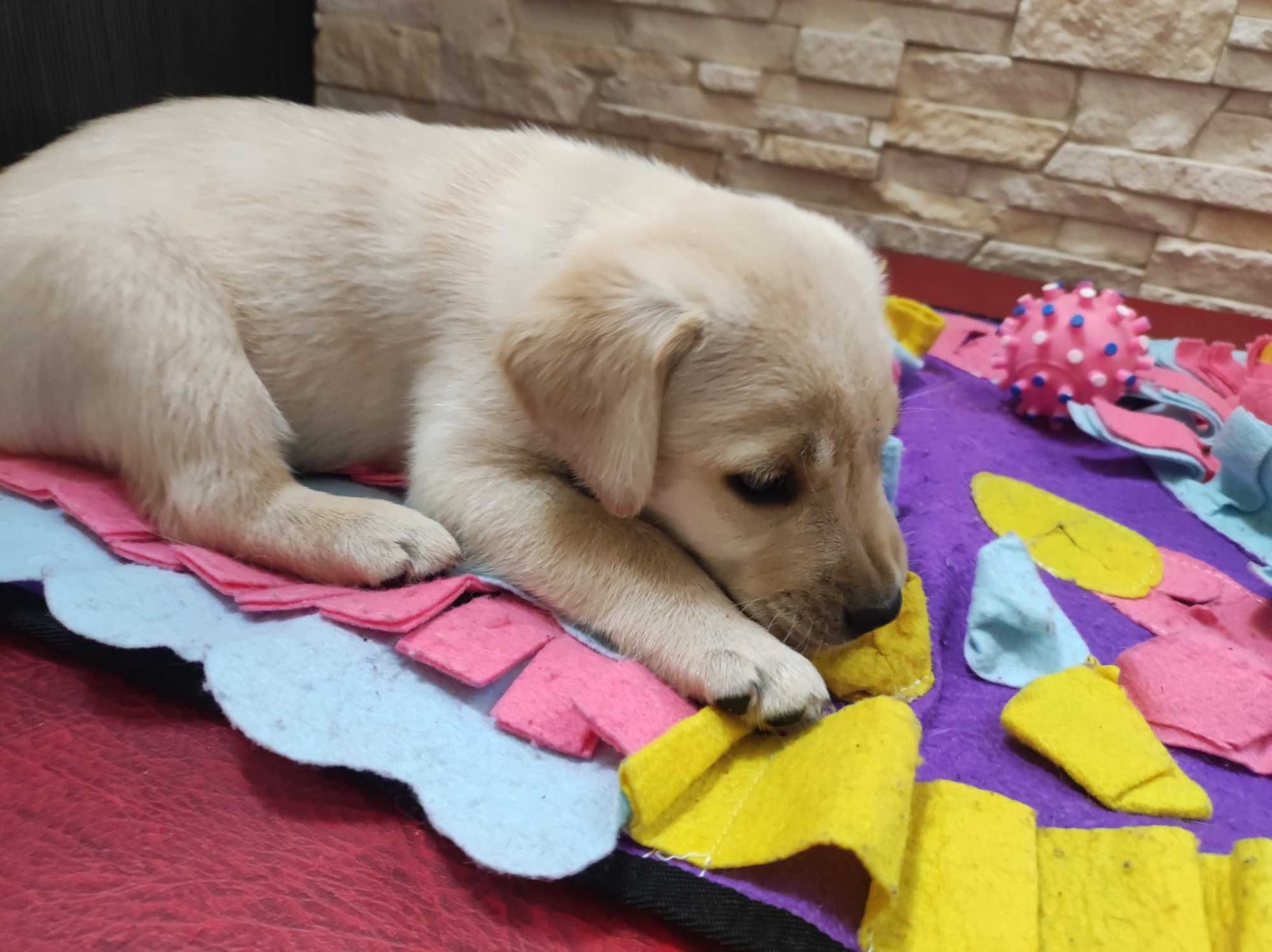 Labrador JUŻ SĄ domowo-rodzinny, RTG, genetyka