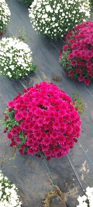 Sprzedam chryzantemy drobnokwiatowe