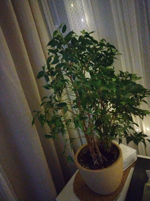 Kwiat w doniczce chyba benuaminek