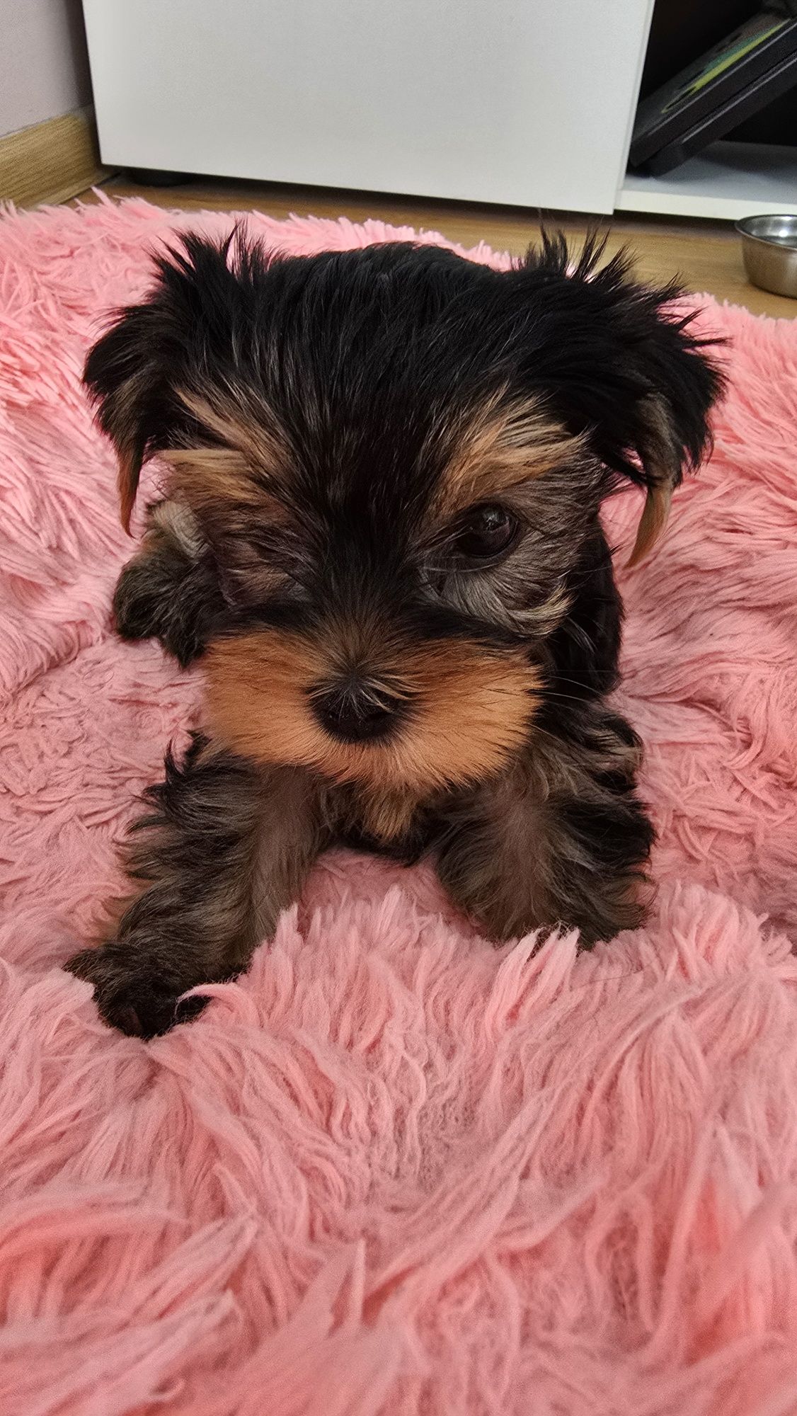 Yorkshire terrier suczka
