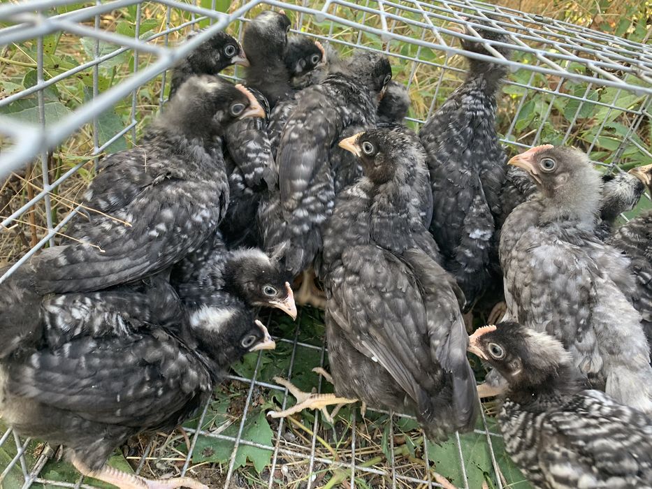 Доминант 40 дней курочка