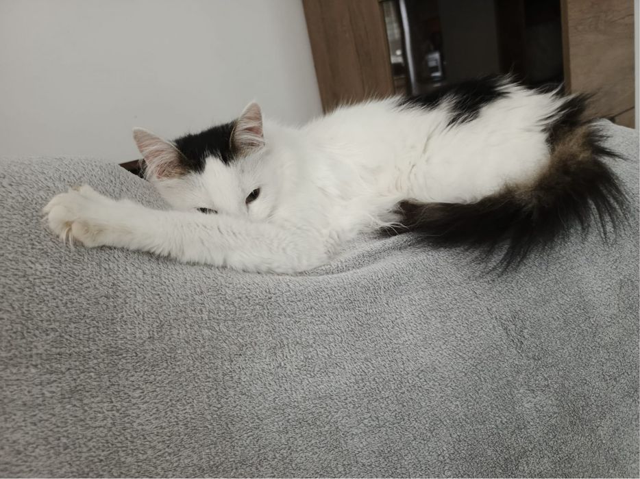 Cudowny kocurek Lizak szuka domku