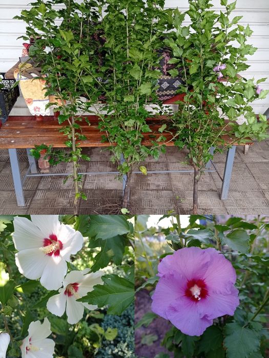 Продам саджанці  гібіскуса сирійського, є хризантема різна