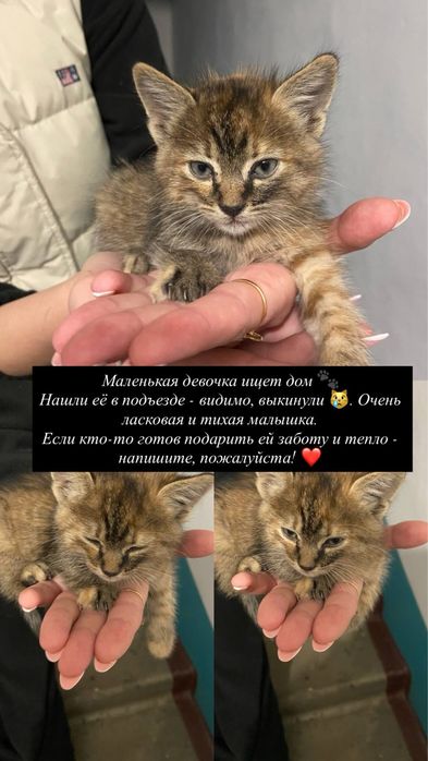 Котенятко дівчинка